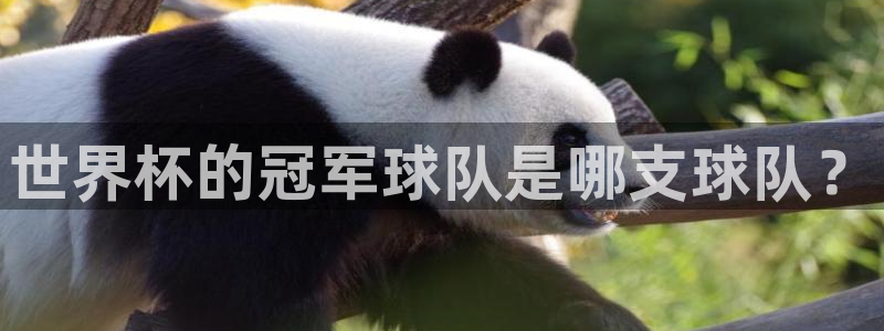 世界杯的冠军球队是哪支球队？